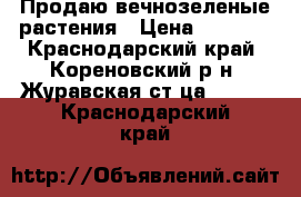 Продаю вечнозеленые растения › Цена ­ 1 500 - Краснодарский край, Кореновский р-н, Журавская ст-ца  »    . Краснодарский край